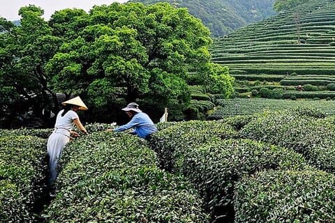 Rolig Longjing Tea Experience privat dagstur (Hangzhou)