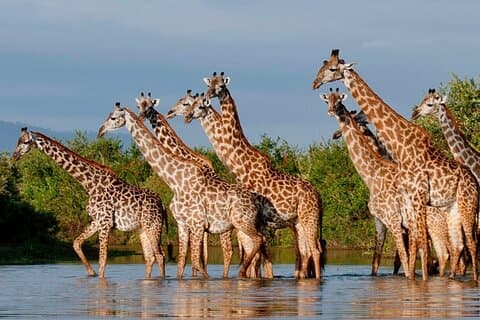 5-dagers budsjett camping safari