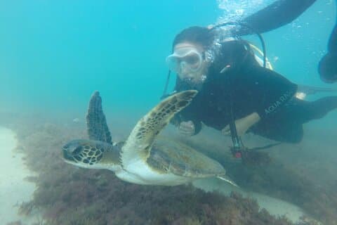 Diving in Turtle Paradise C/ Underwater Photos