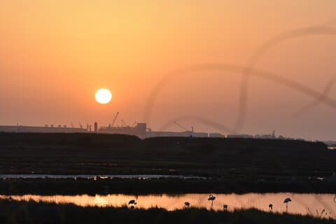 Bird watching in Aveiro