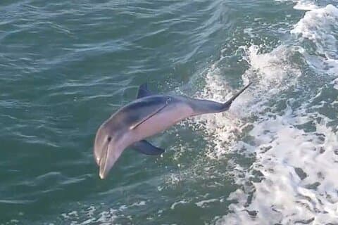 3:00 PM Dolphin Dash