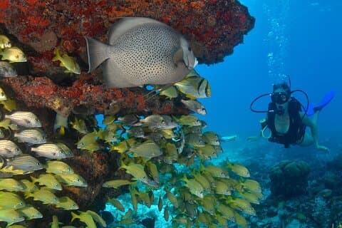 Mergulhe nos melhores recifes da Riviera Maya 2 tanques