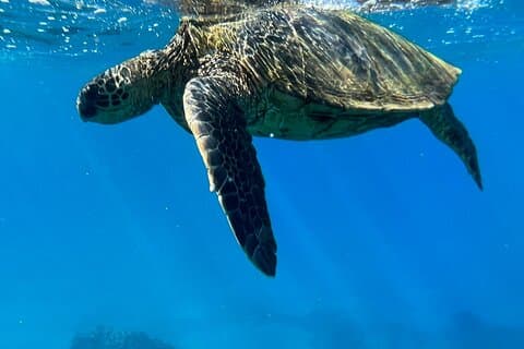Descrição do hotel Turtle Town Snorkel at Coral Gardens Maalaea Harbor