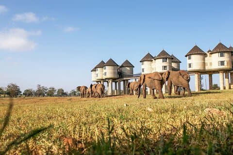 2 dage 1 nat Saltlick Lodge Safari fra Diani Mombasa Watamu