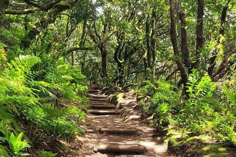 Ruta circular por las montañas de Anaga, Tenerife, en el bosque de laurisilva (máximo 12 personas).