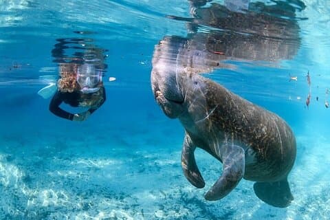 Private Manatee Swim Tour
