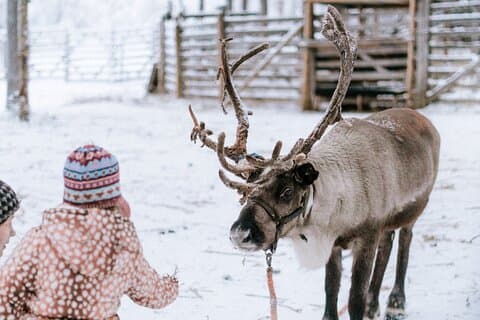 Privat reindefarm tur for å mate reinde og lære tradisjoner