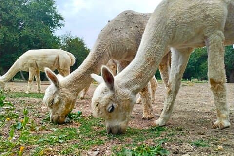 Private All Inclusive Shamakhi Alpaca and Wine Tour