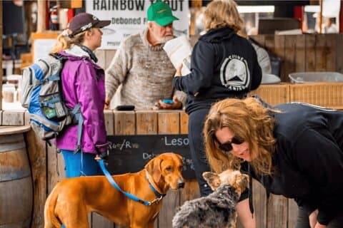 Fully Guided Coastal Hike with Dogs in Hermanus