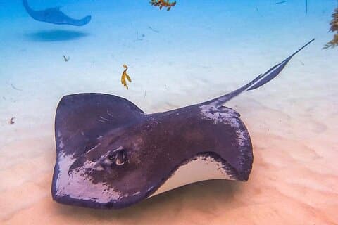 4-Stop Ultimate Grand Cayman Stingray City, Seven Mile Beach Tour