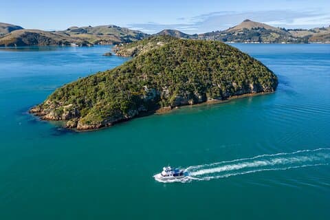 Albatross and Wildlife Cruise on Dunedins Otago Harbour
