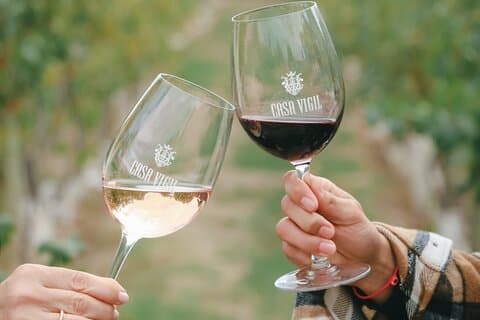 Winery Tour : Casa Vigil, Viña el cerno and Cina Cina - Vistandes