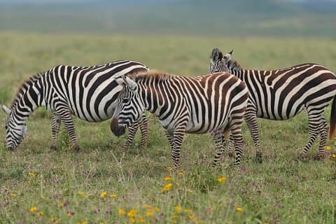 Tarangire & Ngorongoro 2 - Tagessafari – Big 5 & Krater