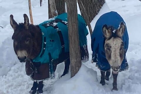 Private Westboro Equine Experience