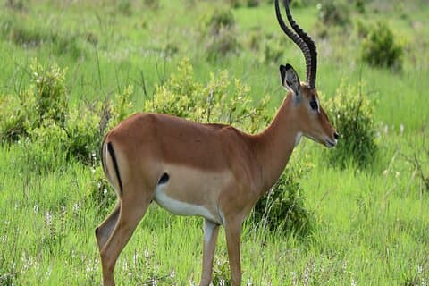 1 dag Epic tur til Mikumi National Park med Sgr tog