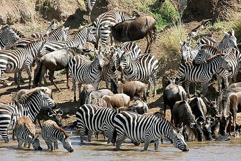 Flerdagarstur från Nairobi till Masai Mara och Nakurusjön