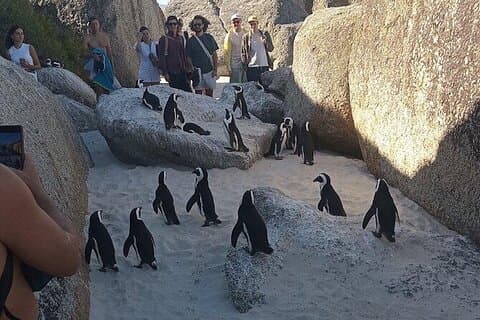 Visite privée : pingouins, Cape Point et cap de Bonne-Espérance