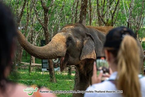 Khao Lak Elephants, Rubber & Waterfall Tour