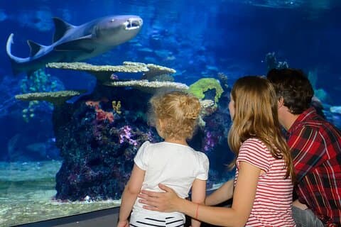 Istanbul Aquarium Expérience avec des transferts confortables à l'hôtel