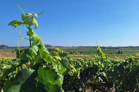 Bairrada Sommelier Experiência de degustação de vinhos e passeio pela vinha