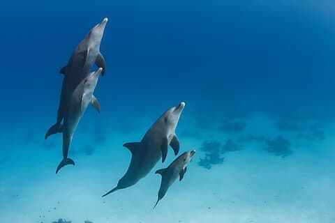 Swim With Dolphins at Dolphin House With Lunch - Hurghada