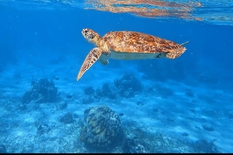 Hol Chan Marine Reserve Snorkeling Adventure
