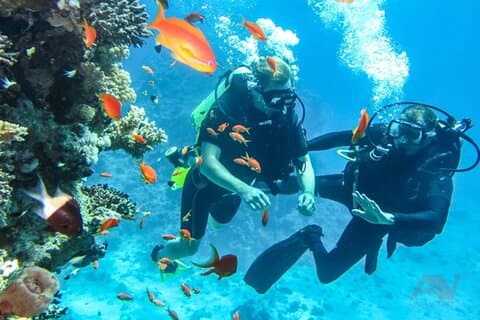 Nha Trang Dykning Upplev färgglada korallrev