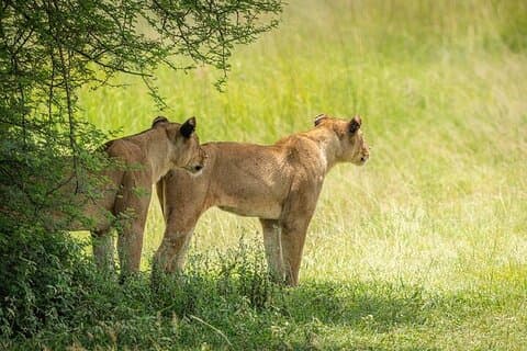 3 - Jours Mikumi Safari au départ de Zanzibar