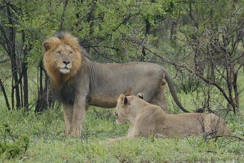 3 giorni Johannesburg Kruger Safari Blyde River Canyon
