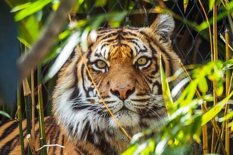 Tour di 5 giorni del Triangolo d'Oro con Ranthambore India