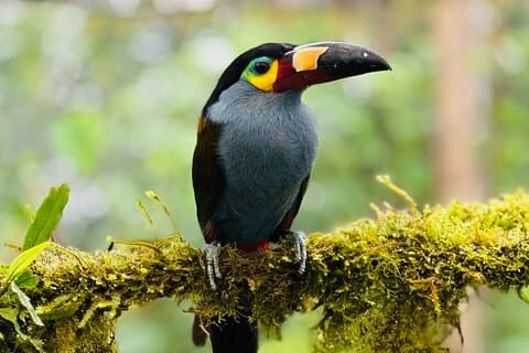 Mindo Cloud Forest Guided Private Tour with Fees Included
