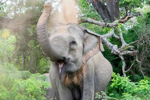 Full Day Private Tour in Yala National Park