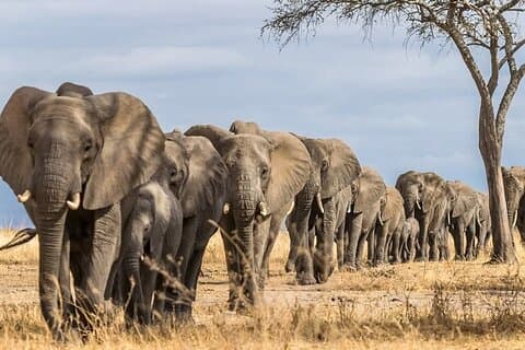 5-dages Serengeti Tarangire og Ngorongoro Safari Tour