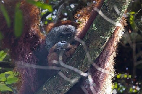 3 Days 2 Nights Ethical Jungle Trekking