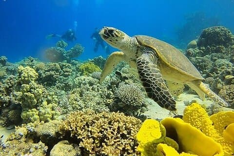 Un'avventura subacquea speciale nel Mar Rosso Aqaba