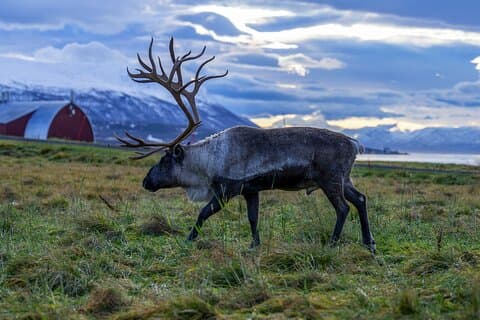 Tromsø: Big Bus Fjord Tour med gratis bilder og dyreliv