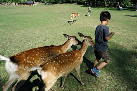 Het beste van Nara in volledige dag Todaiji, Deer Park & Buddha privétour