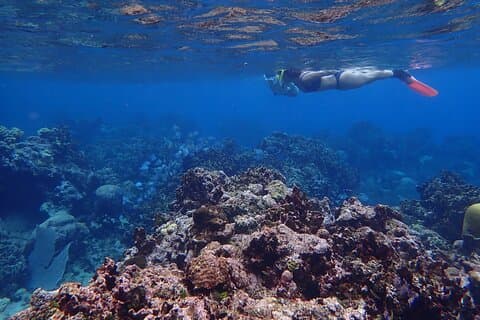 Roatan Private Island Tour com snorkeling e tempo de praia