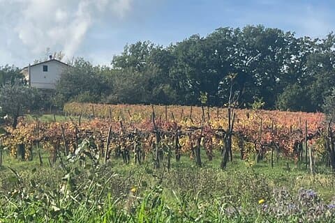 Tour privato dell'esperienza del vino e dei sapori dell'Irpinia da Amalfi