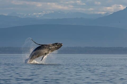 Covered Boat Whale Watching 6-Hour Tour from Campbell River