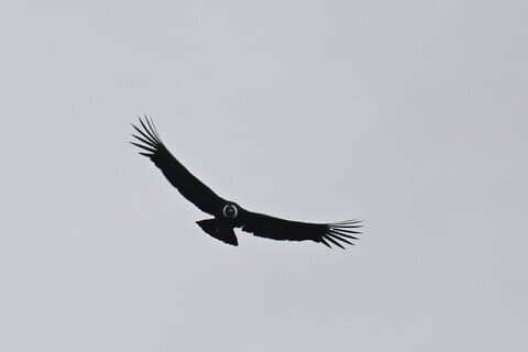 Antisana: Condor Watching og La Mica-lagunen