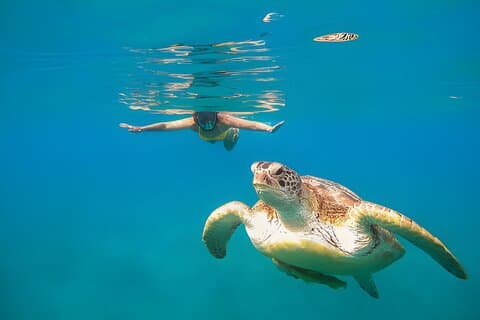 Desde Marsa Alam : Marsa Mubarak Snorkeling : Sea Turtles & Dugong