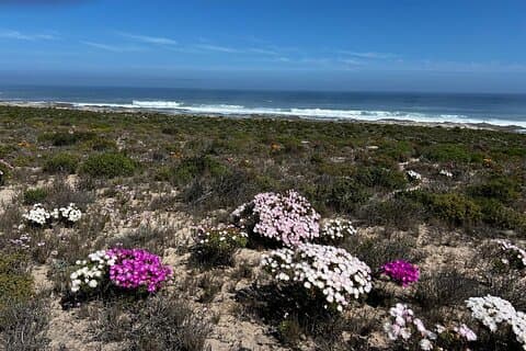 7 dagers West Coast Lodge 4 av 4 selvkjørende årlig villblomstetur
