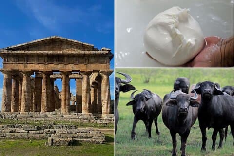 Paestum, Buffalo Mozzarellaprovning & lättare lunch Privat rundtur