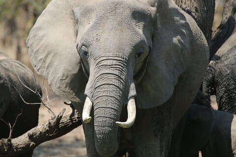 Hoteller i nærheden af Private Wildlife Safari