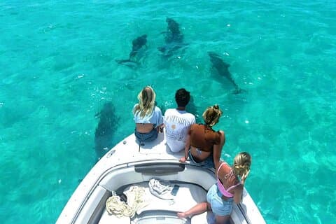 Key West Dolfijnen & Snorkelen Tour - Kleine Groep