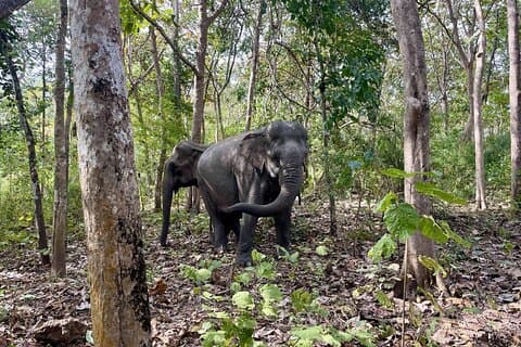 Yok Don Elephant Sanctuary, Rescue Center and Don Village