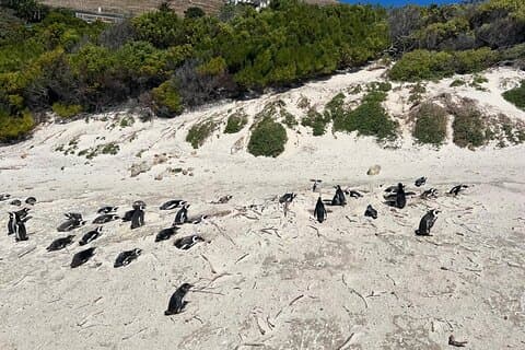 Godahoppsudden Heldagstur : Boulders Beach Penguin Colony
