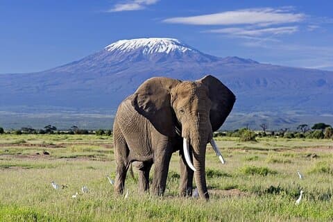1 Day Tour to Amboseli Park And a Majestic Mt Kilimanjaro View
