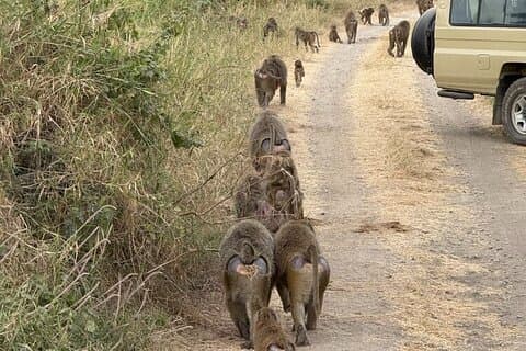 Vol de 2 jours en safari depuis Zanzibar Tarangire et Ngorongoro